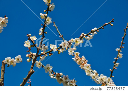 White plum blossoms in full bloom, attracting bees for nectar, blue sky.The unique winter forest in Dongshi Forest adds to the mountain scenery. Taichung, Taiwan. 21 Jan. 2021. 77823477
