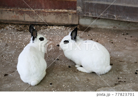 動物 ウサギ カトー 77823701