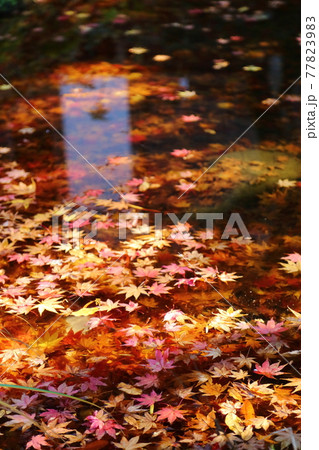 金剛輪寺　水に浮かぶ紅葉の落ち葉 77823983