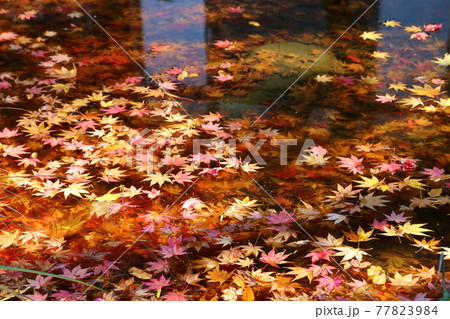 金剛輪寺　水に浮かぶ紅葉の落ち葉 77823984