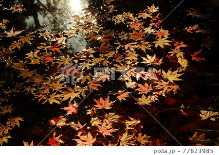 金剛輪寺　水に浮かぶ紅葉の落ち葉 77823985