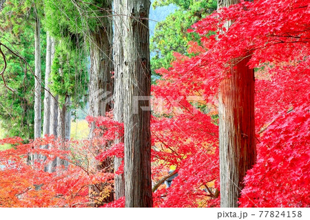 杉木立と紅葉 77824158