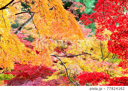 杉木立と紅葉 杉木立と紅葉 77824162