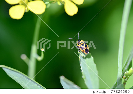 ヒメナガメ 77824599