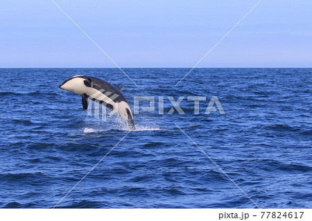 【北海道】知床の海に回遊する野生のシャチ(北海道羅臼沖) 【北海道】知床の海に回遊する野生のシャチ(北海道羅臼沖) 77824617