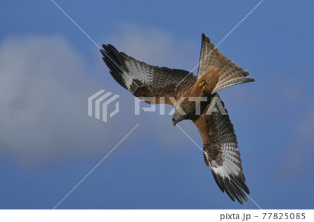 Red Kite in flight Red Kite in flight 77825085