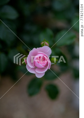 輝くバラの花たち 輝くバラの花たち 77825104