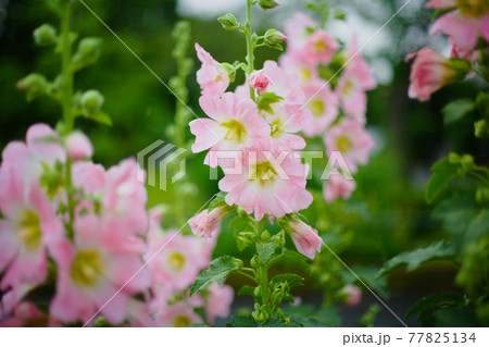 ピンクの花びらがかわいらしいタチアオイ 77825134