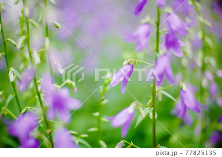 花 薄紫 丸い 帽子 傘みたい