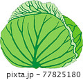 キャベツ 77825180