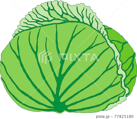キャベツ 77825180