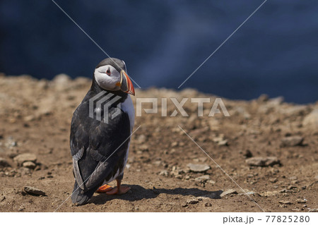 Atlantic Puffin Atlantic Puffin 77825280