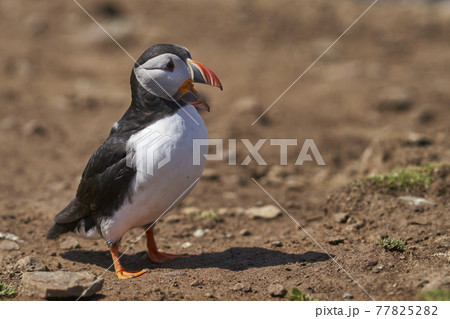 Atlantic Puffin Atlantic Puffin 77825282