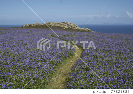 Bluebells on Skomer Island Bluebells on Skomer Island 77825382