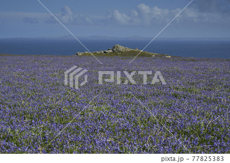 Bluebells on Skomer Island 77825383