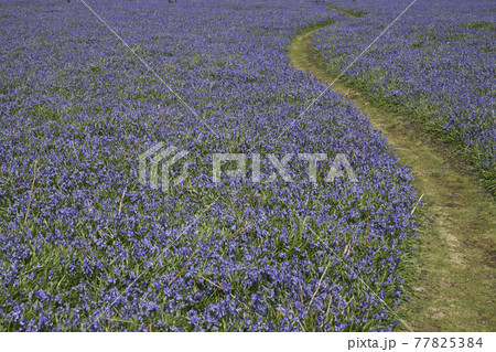 Bluebells on Skomer Island Bluebells on Skomer Island 77825384