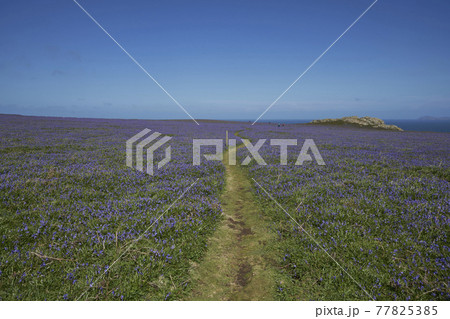 Bluebells on Skomer Island Bluebells on Skomer Island 77825385