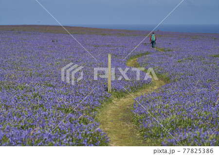 Bluebells on Skomer Island Bluebells on Skomer Island 77825386