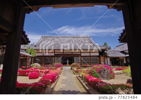 ツツジの名所 心月院  三田藩主 九鬼家の菩提寺  ツツジの名所 心月院  三田藩主 九鬼家の菩提寺  77825484