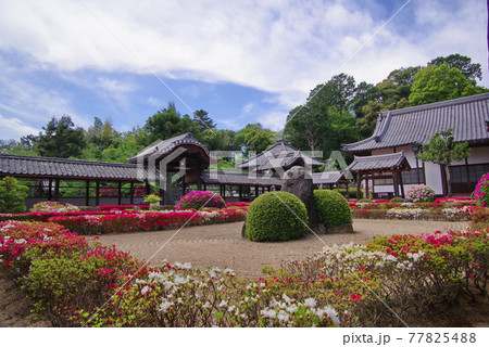 ツツジの名所 心月院  三田藩主 九鬼家の菩提寺　 77825488