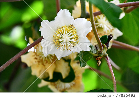 キウイフルーツの雌花 77825492