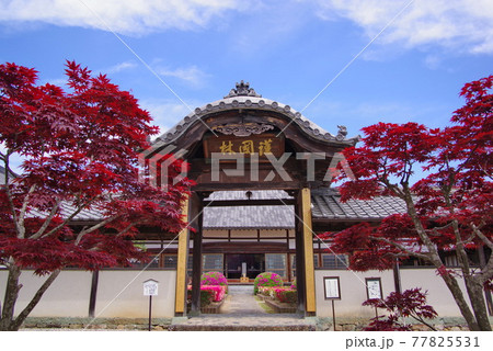 ツツジの名所 心月院 三田藩主 九鬼家の菩提寺 ツツジの名所 心月院 三田藩主 九鬼家の菩提寺 77825531