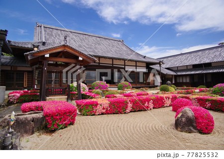 ツツジの名所 心月院  三田藩主 九鬼家の菩提寺　 77825532