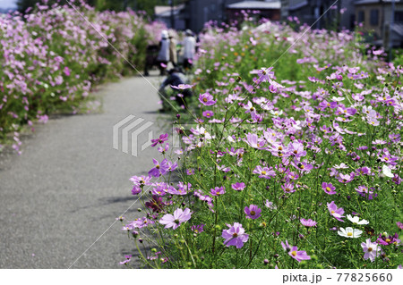 金沢　花のスポット　コスモスロード 77825660