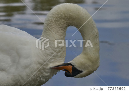 Mute Swan preening Mute Swan preening 77825692