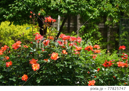 5月　品川433バラ(プリンセス･ミチコ)･バラ科･ねむの木の庭 77825747