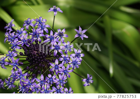 5月 品川428シラー・ペルビアナ(オオツルボ)・キジカクシ科・ねむの木の庭 5月 品川428シラー・ペルビアナ(オオツルボ)・キジカクシ科・ねむの木の庭 77825753