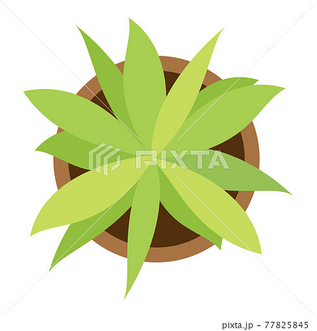 俯瞰の観葉植物アイコン 俯瞰の観葉植物アイコン 77825845