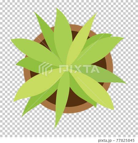 俯瞰の観葉植物アイコン 俯瞰の観葉植物アイコン 77825845
