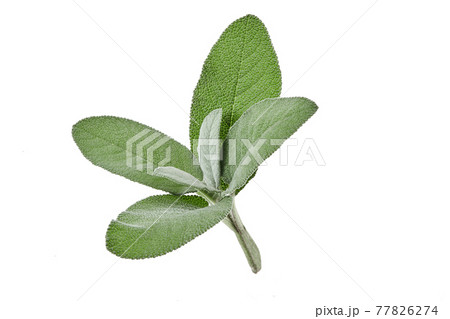 Organic fresh cutting of sage isolated on white background. Close up, copy space, side view 77826274