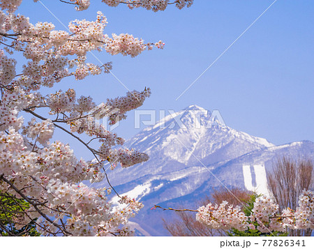 観音寺川の満開の桜と雪の残る磐梯山 (川桁、猪苗代、福島) 77826341