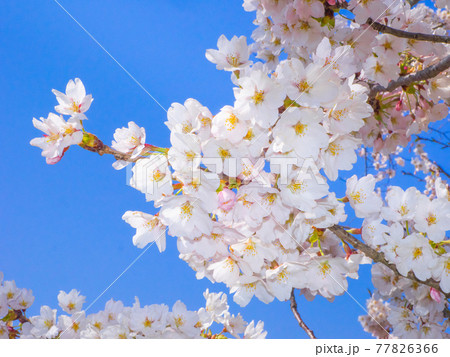観音寺川の満開の桜 (川桁、猪苗代、福島) 77826366