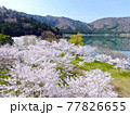 空から見る、滋賀県「余呉湖の桜」 77826655