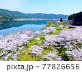 空から見る、滋賀県「余呉湖の桜」 77826656
