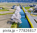 空から見る、滋賀県「余呉湖の桜」 77826817