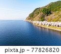 空から見る、滋賀県海津大崎「琵琶湖岸を彩る桜の景色」 77826820