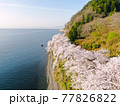 空から見る、滋賀県海津大崎「琵琶湖岸を彩る桜の景色」 77826822