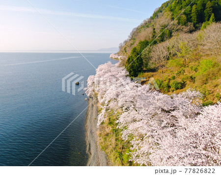 空から見る、滋賀県海津大崎「琵琶湖岸を彩る桜の景色」 77826822