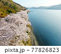 空から見る、滋賀県海津大崎「琵琶湖岸を彩る桜の景色」 77826823