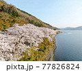 空から見る、滋賀県海津大崎「琵琶湖岸を彩る桜の景色」 77826824