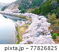 空から見る、滋賀県海津大崎「琵琶湖岸を彩る桜の景色」 77826825