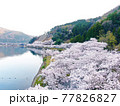 空から見る、滋賀県海津大崎「琵琶湖岸を彩る桜の景色」 77826827