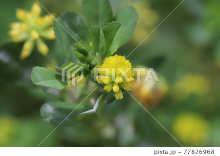 春の野原に咲くコメツブツメクサの黄色い花 春の野原に咲くコメツブツメクサの黄色い花 77826968