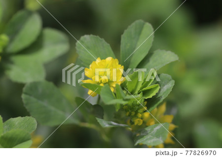 春の野原に咲くコメツブツメクサの黄色い花 春の野原に咲くコメツブツメクサの黄色い花 77826970
