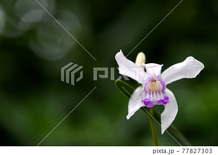 シロバナシラン（白花紫蘭） 77827303