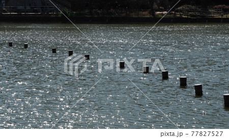 千葉公園の春 千葉公園の春 77827527